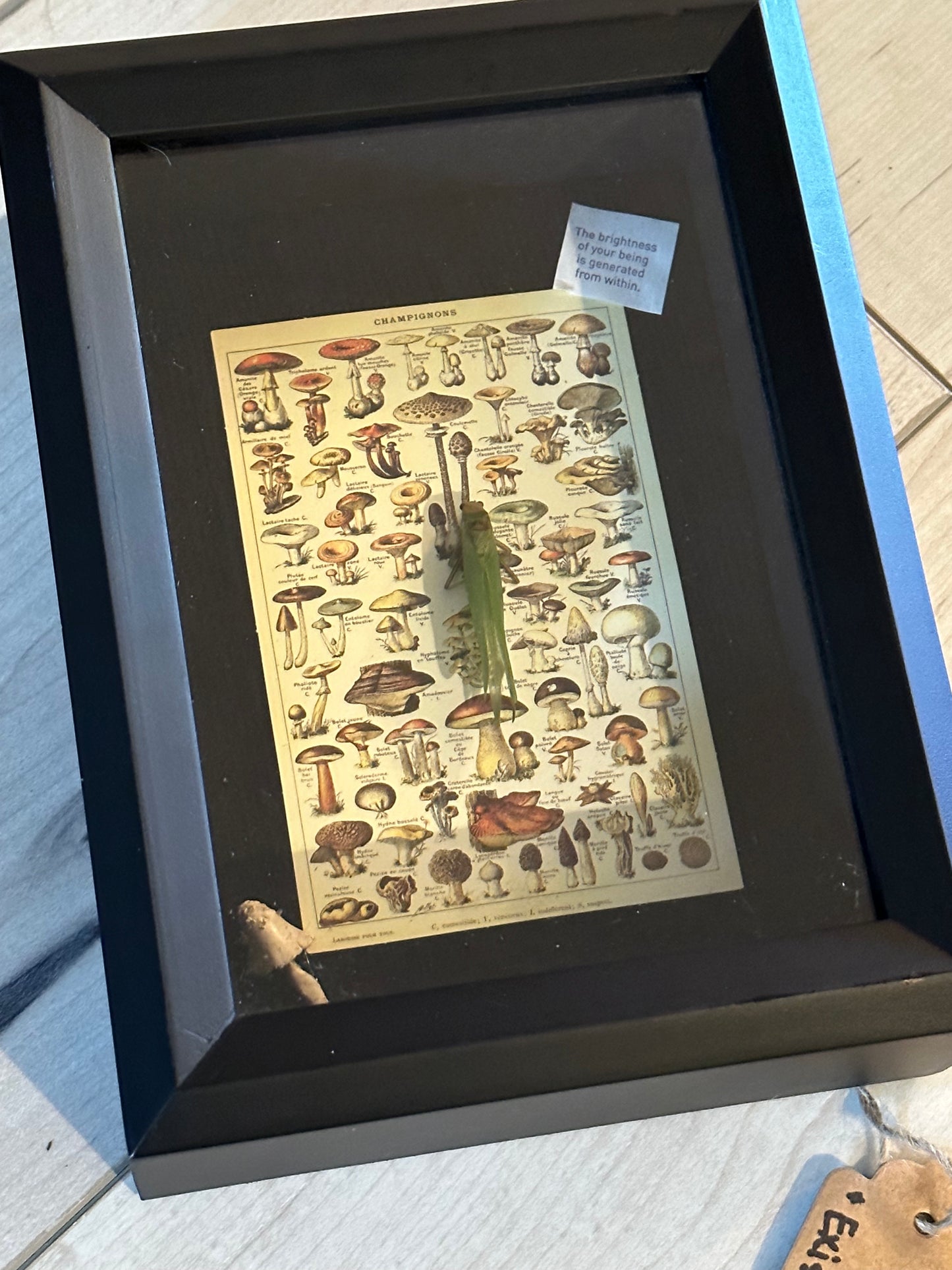 Bug Art - Grasshopper (FRAMED)