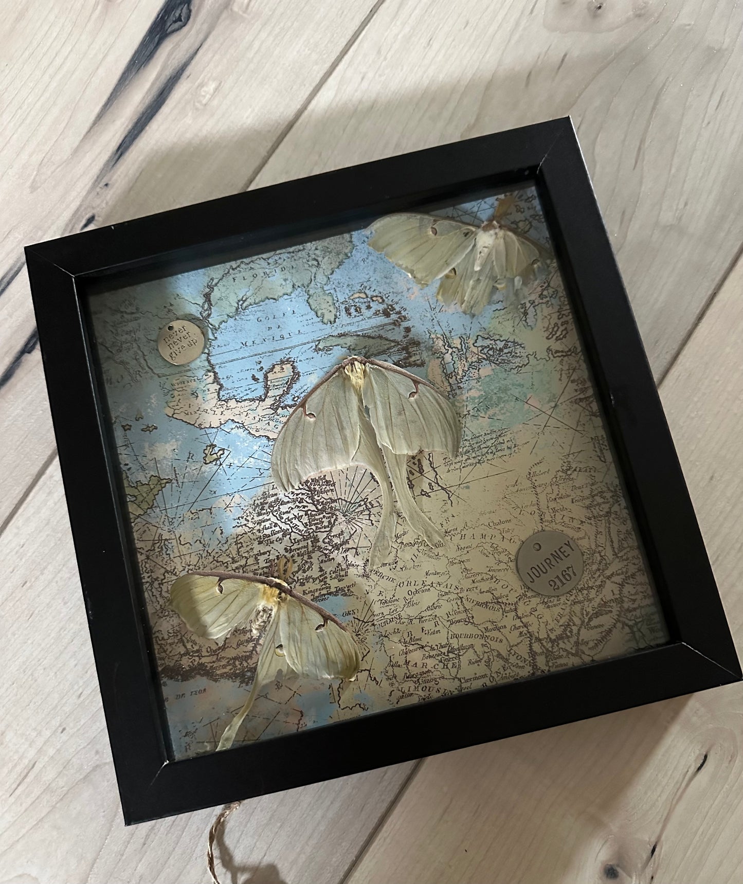 Bug Art - Luna Moth (FRAMED)