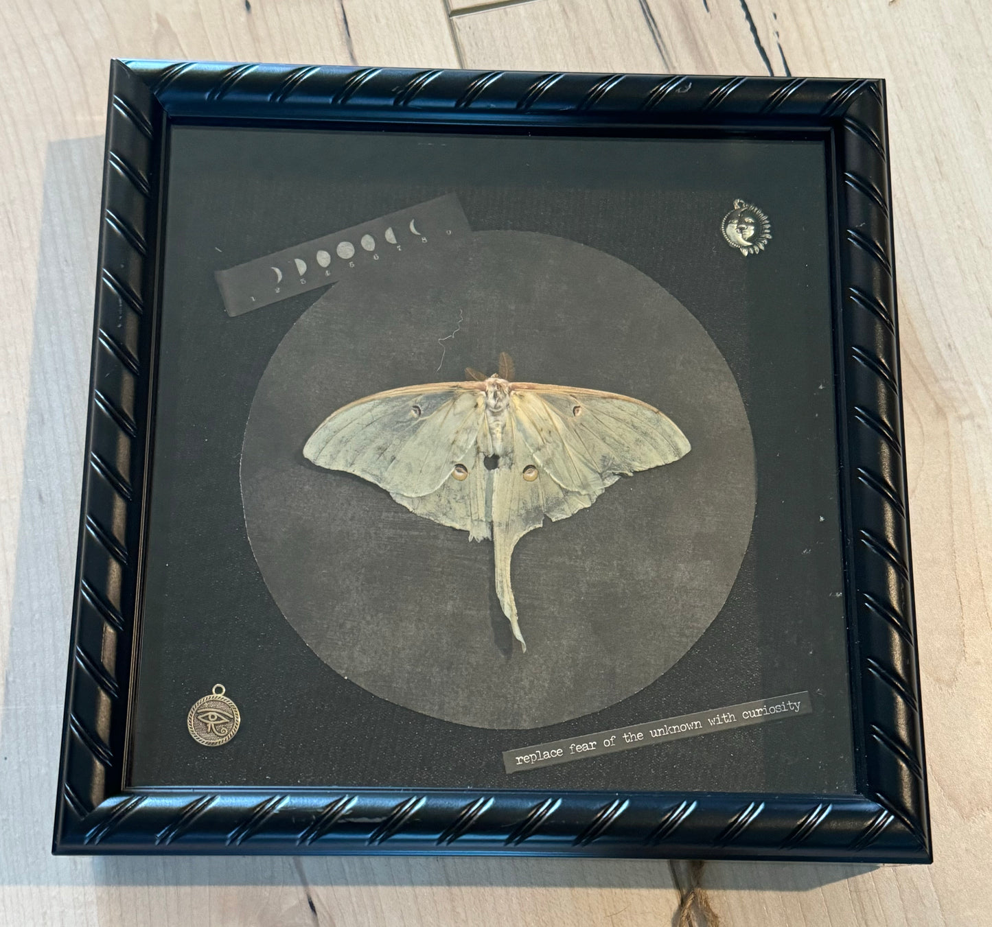 Bug Art - Luna Moth (FRAMED)
