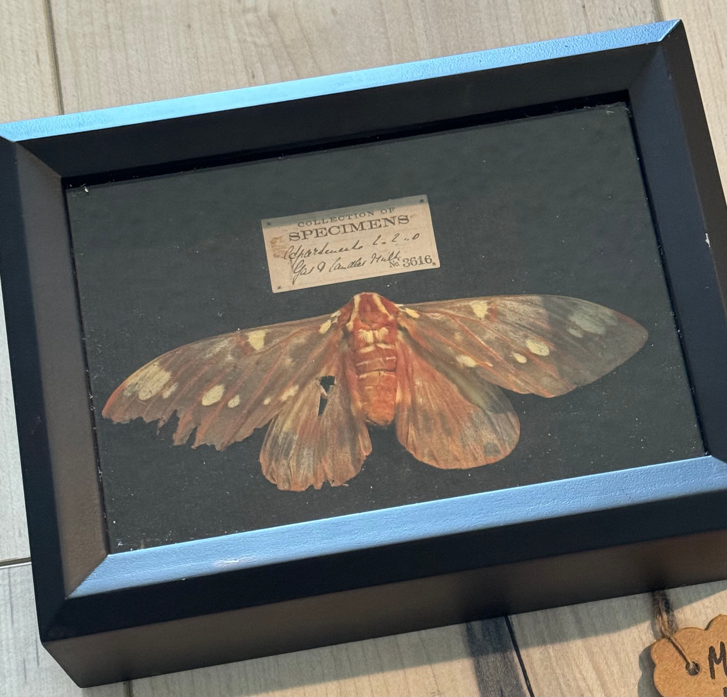 Bug Art - Moth (FRAMED ART)