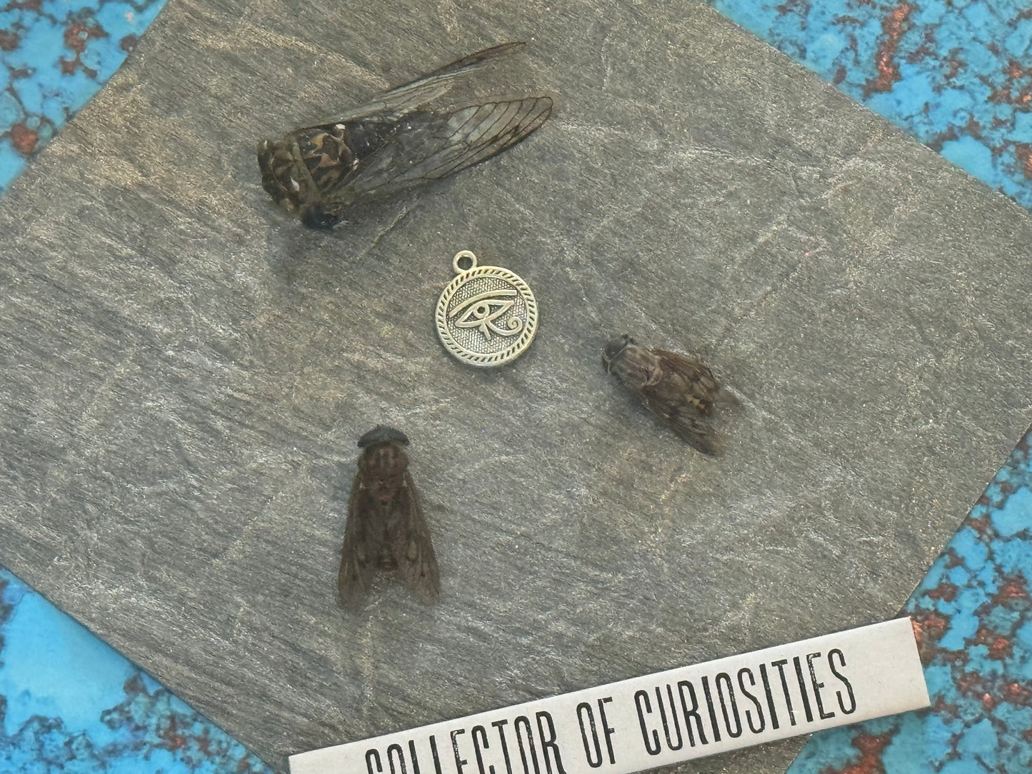 Bug Art - Cicada (FRAMED)