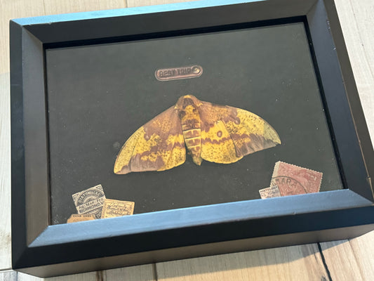 Bug Art - Moth (FRAMED)
