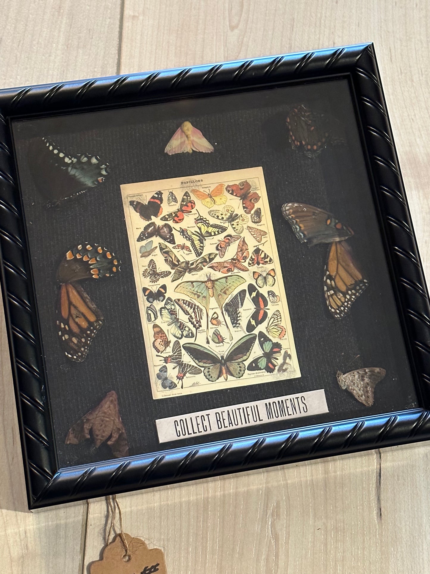 Bug Art - Wing Collection (FRAMED)