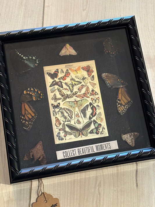 Bug Art - Wing Collection (FRAMED)