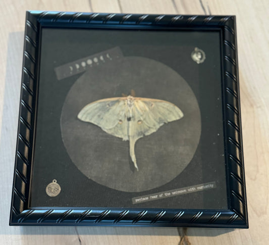 Bug Art - Luna Moth (FRAMED)