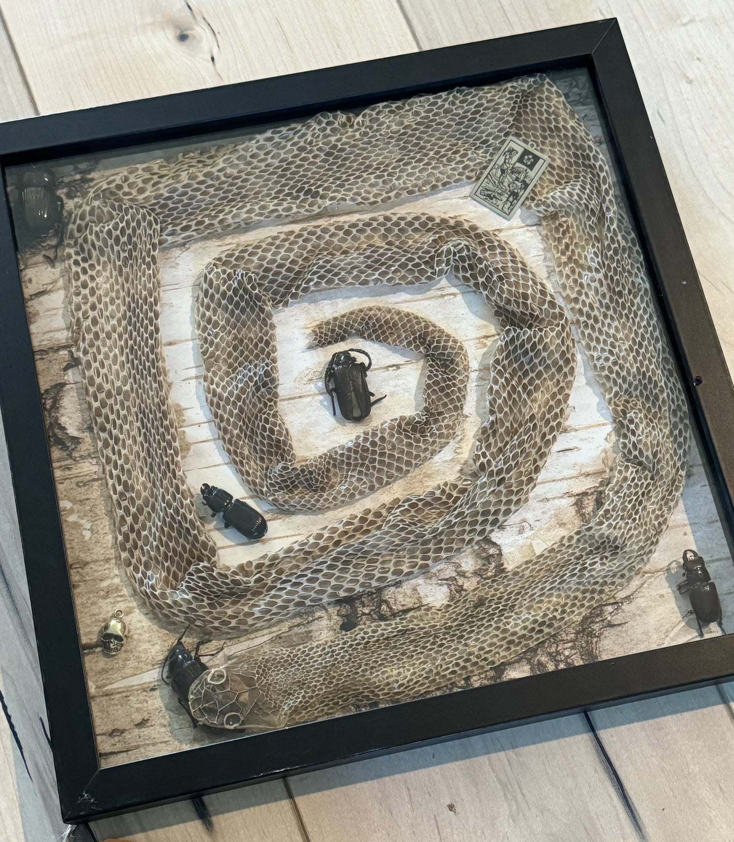 Bug Art - Snake Skin (FRAMED