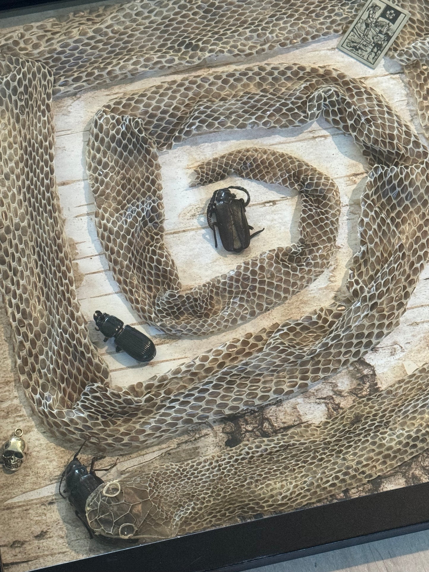 Bug Art - Snake Skin (FRAMED