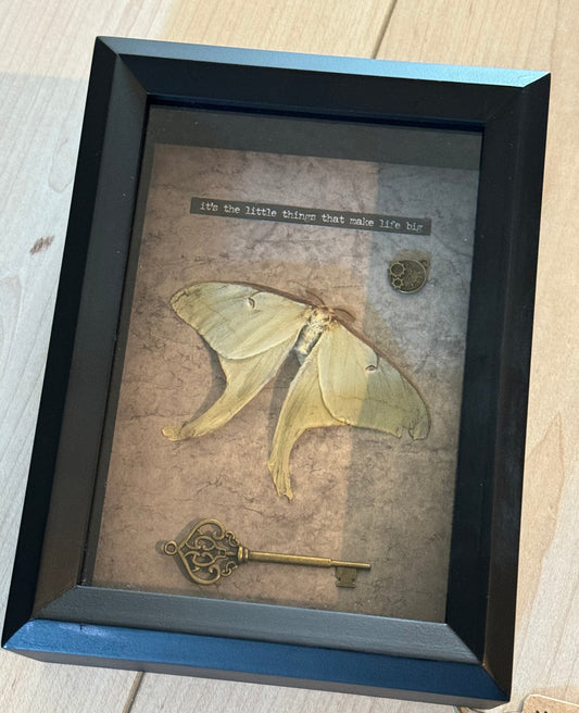 Bug Art - Luna Moth (FRAMED)