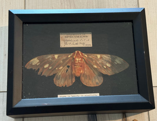 Bug Art - Moth (FRAMED ART)