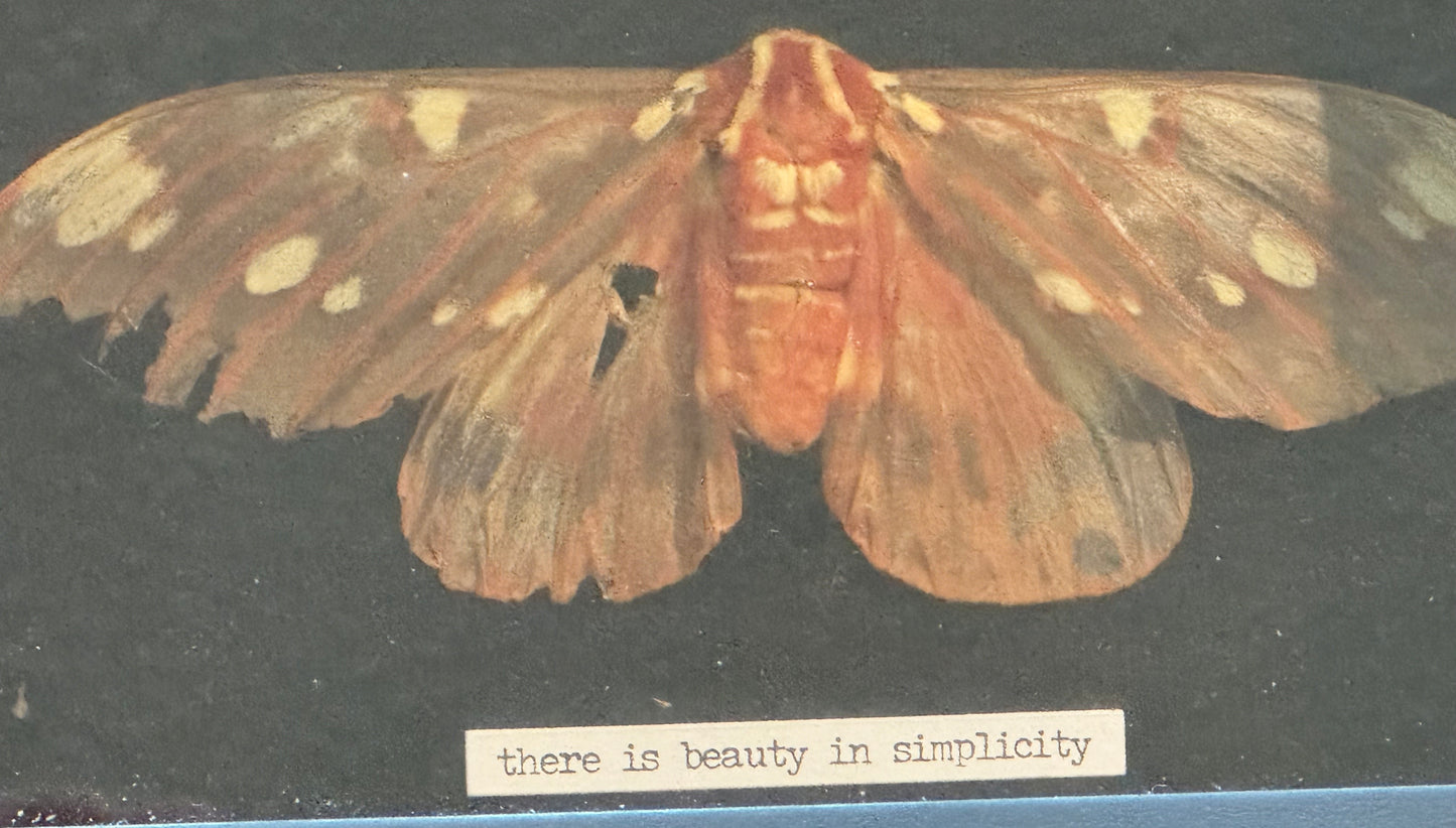 Bug Art - Moth (FRAMED ART)