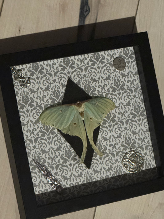 Bug Art (Framed)